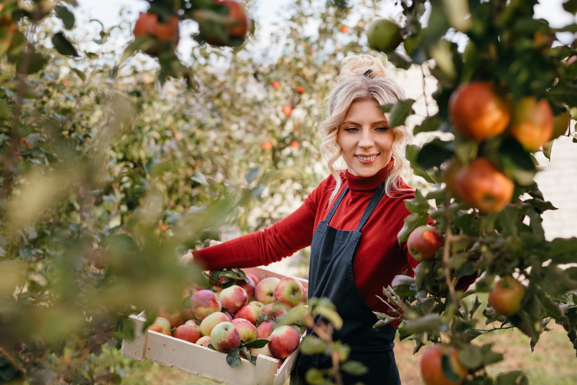 Fotografija NPK Predelovalec sadja na tradicionalen način
