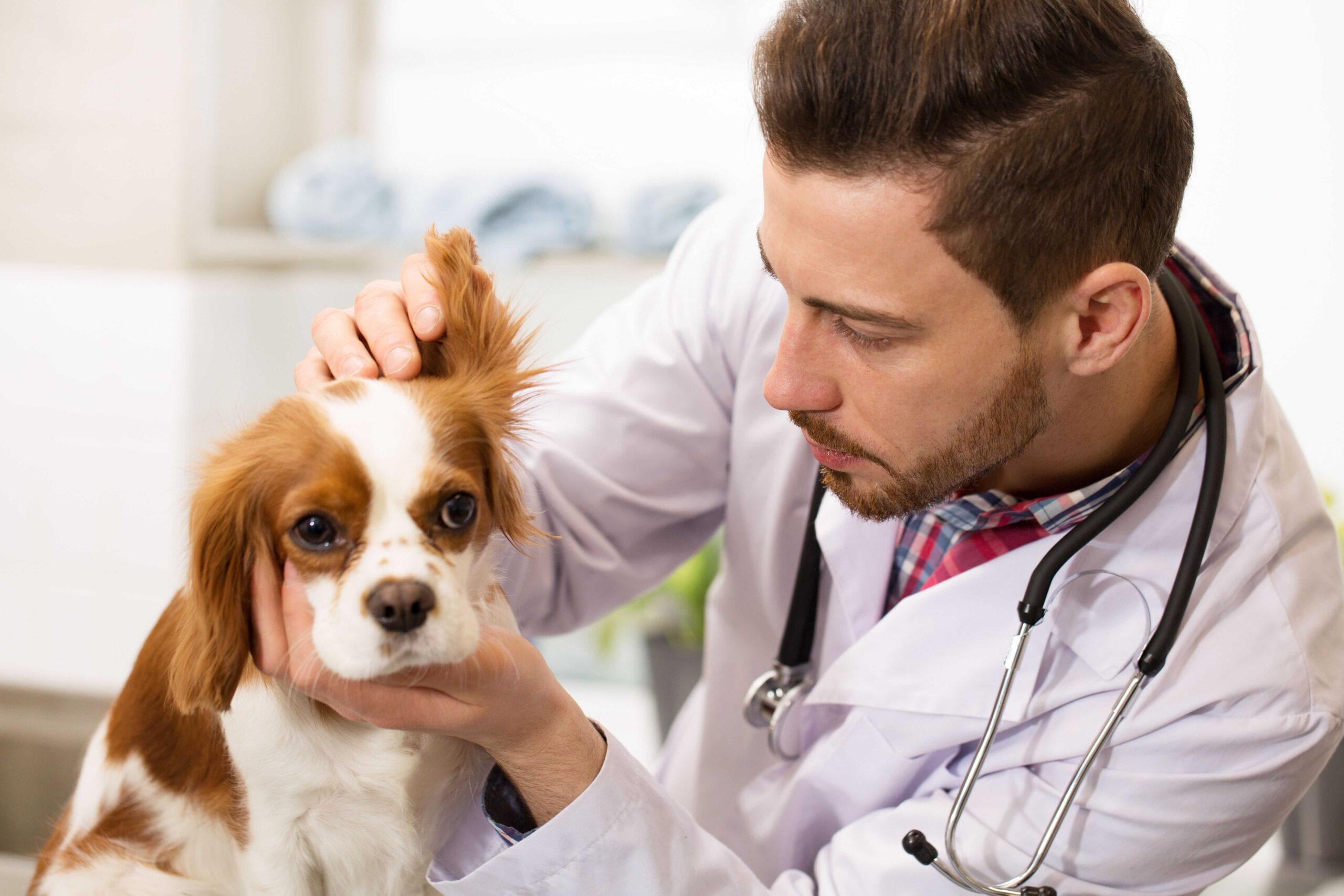 Fotografija poklica Veterinar