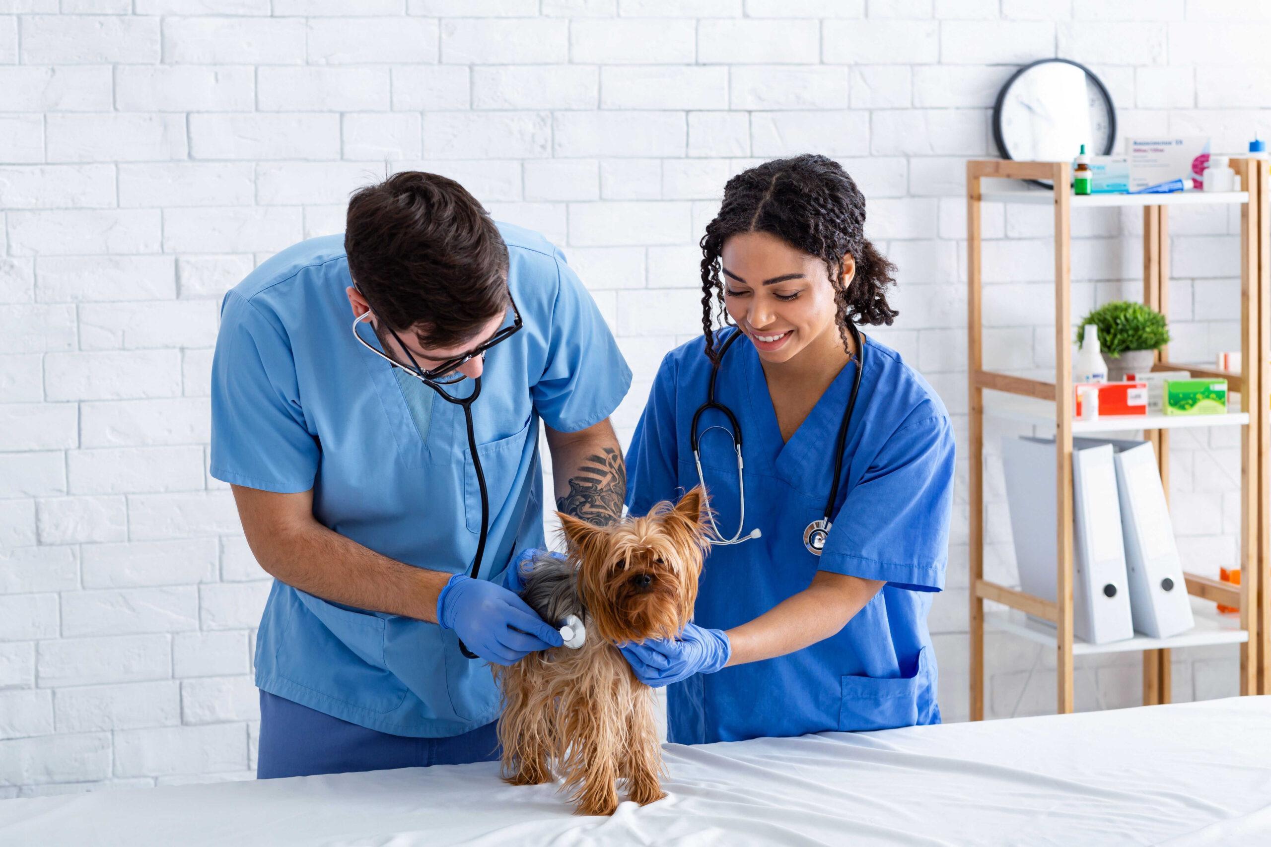 Fotografija poklica Veterinarski asistent
