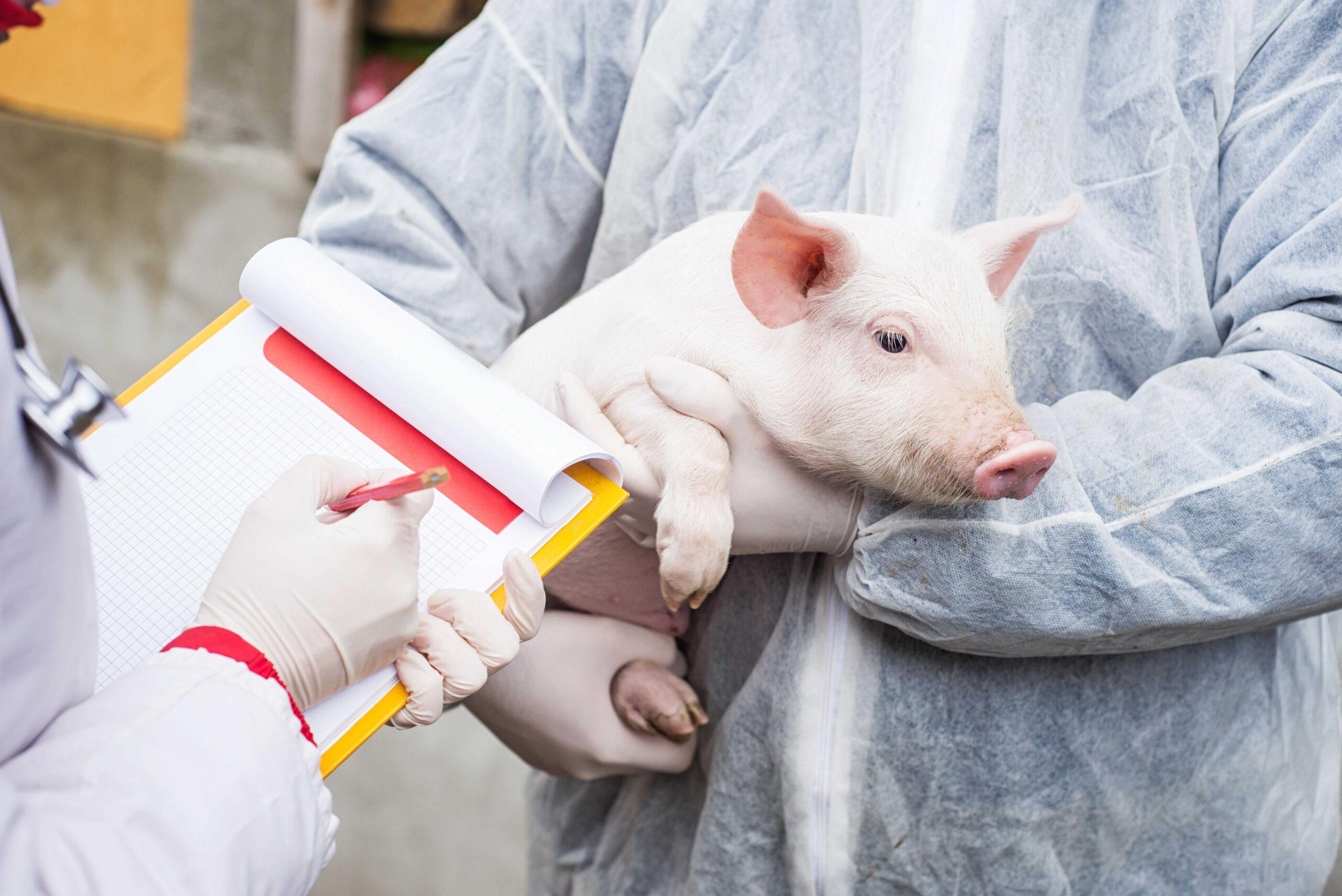 Fotografija poklica Veterinarski inšpektor